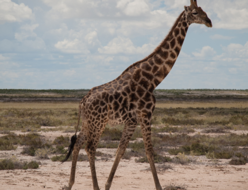 Standing up birth