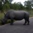 Rhinoceros in a midden